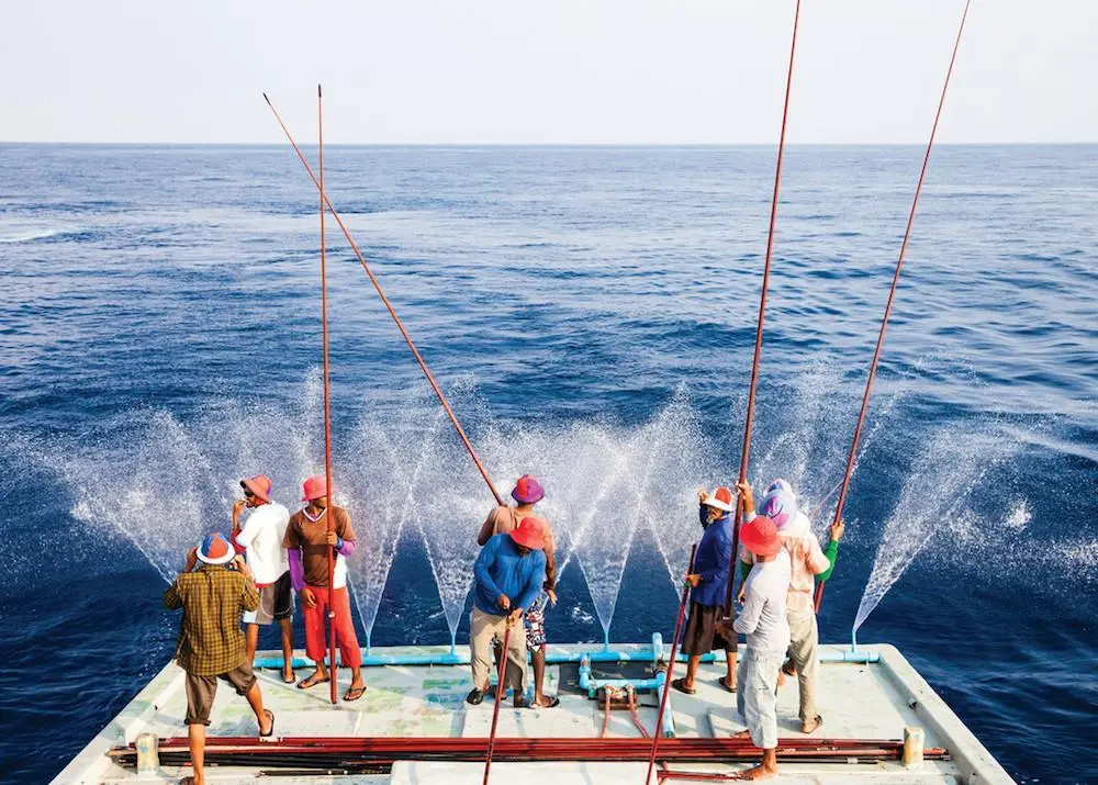 Pole-and-line fishing for tuna Photo: Nice and Serious/MSC
