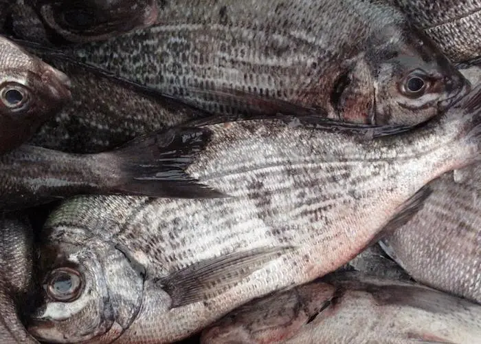 fish