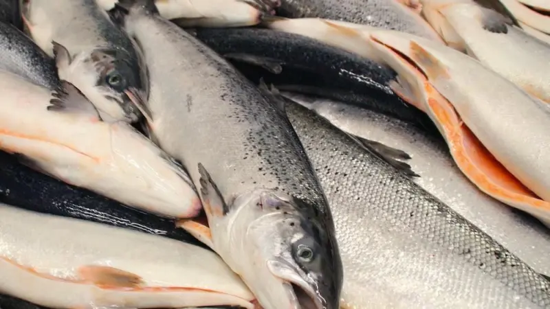 Funding worth £800,000 has been made available to aquaculture businesses in Scotland Photo: Terje Engø