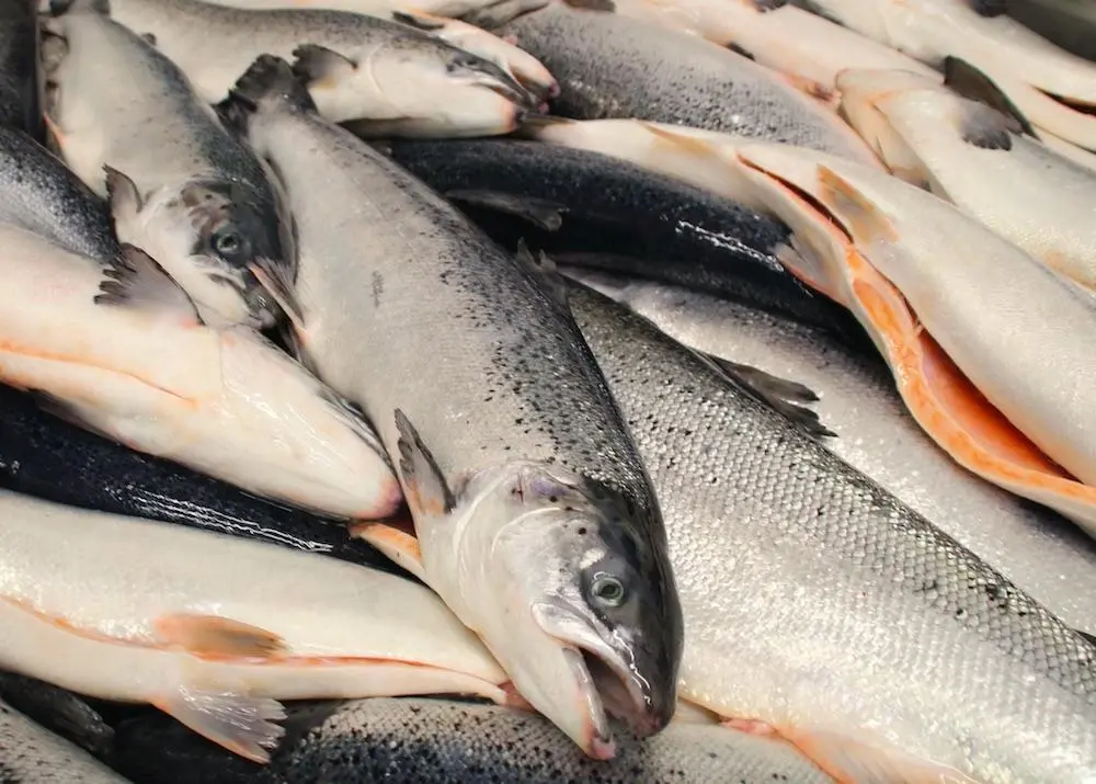Funding worth £800,000 has been made available to aquaculture businesses in Scotland Photo: Terje Engø