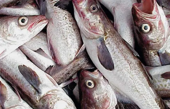 Russian fish producers call for support