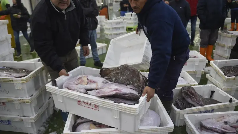 Maintaining Vigo’s fisheries value chain
