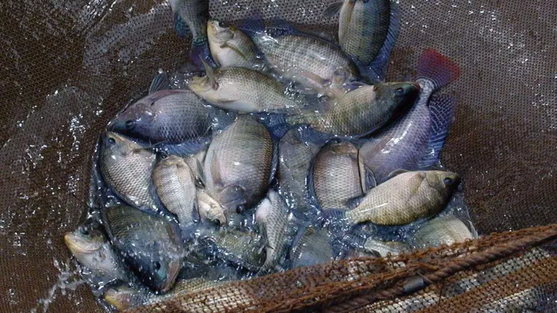 Genetics key to TiLV resistance
