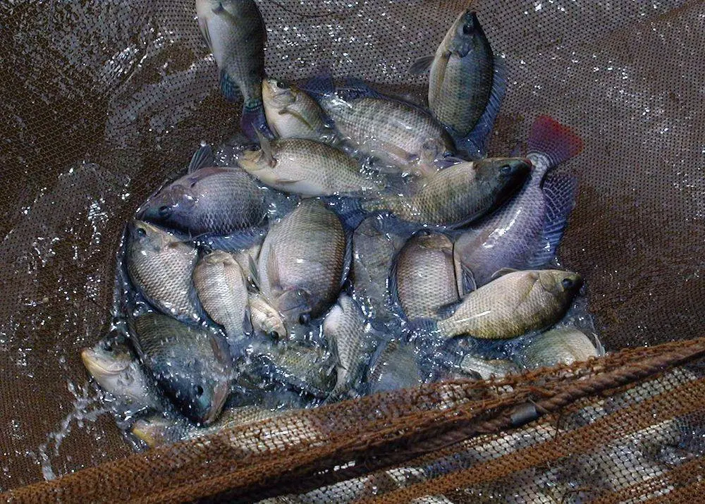 Genetics key to TiLV resistance