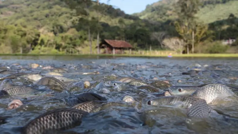 Fish farming grows in Brazil