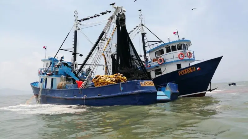 The MarinTrust Improver Programme has brought benefits to a Panama small pelagics fishery Photo: MarinTrust