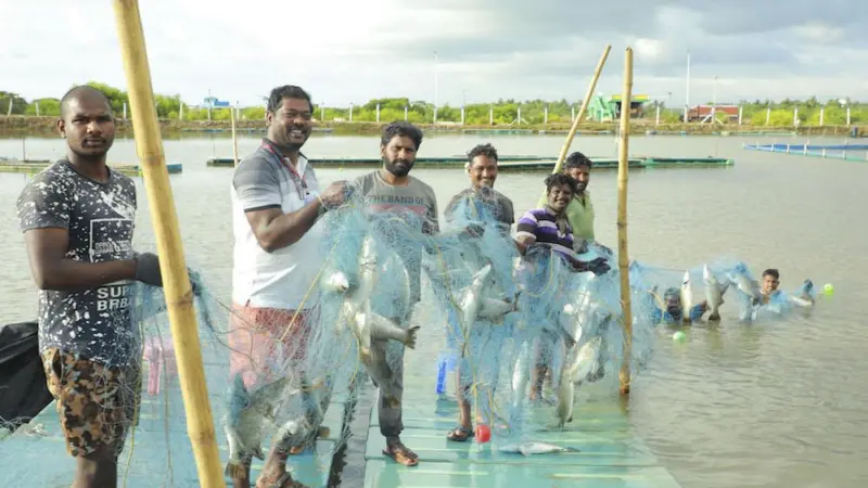 Fifteen tonnes of seabass have been produced from one hectare Photo: MPEDA