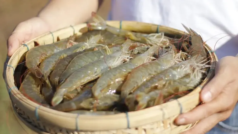 Warm-water pond aquaculture relies on optimal conditions Photo: Bayer Animal Health