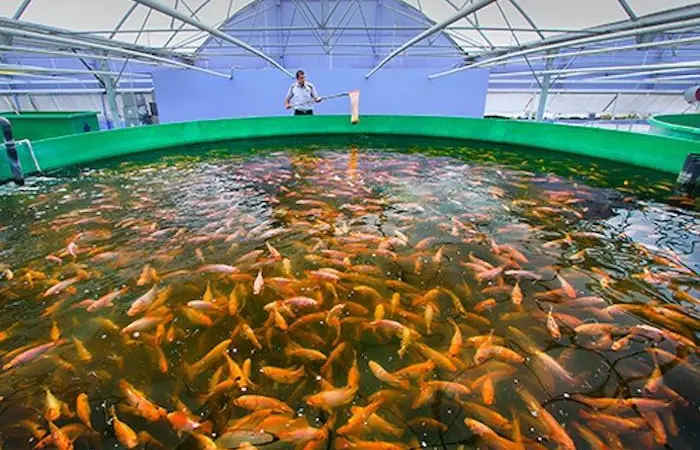 fish farm