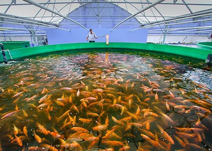 fish farm