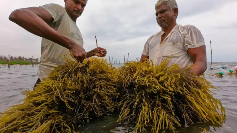 A government project is helping fishing communities in Tamil Nadu Photo: ICAR-CMFRI