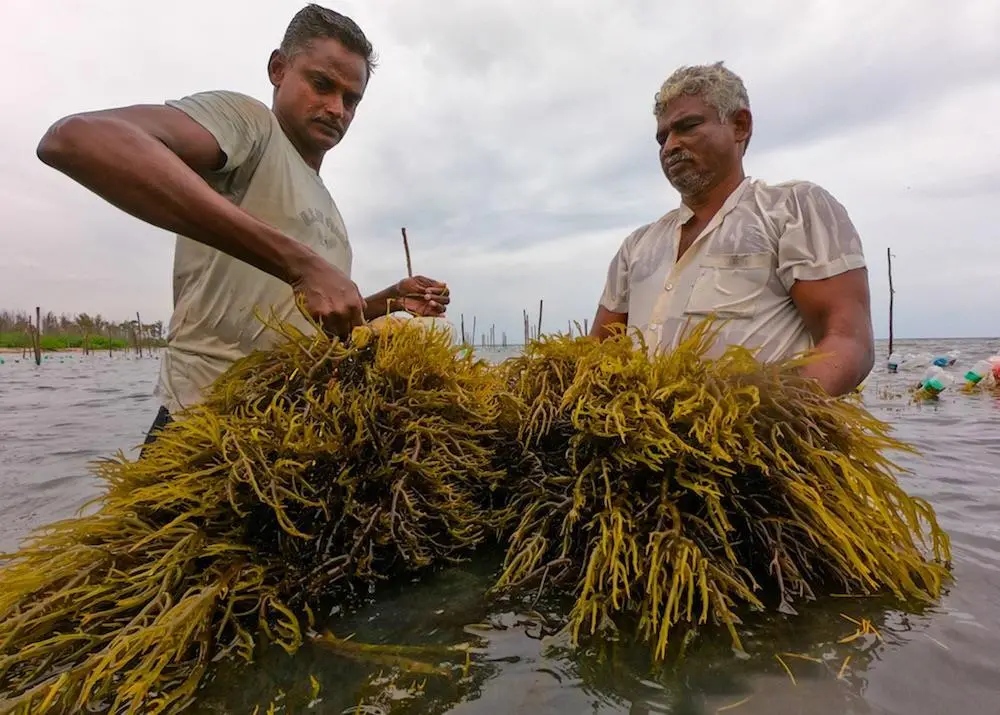 A government project is helping fishing communities in Tamil Nadu Photo: ICAR-CMFRI