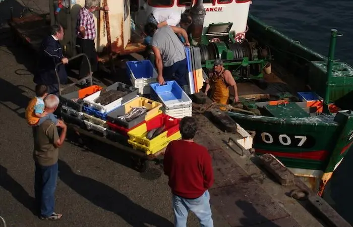 The FAO has released its biannual report on sustainable fishing Photo: FAO