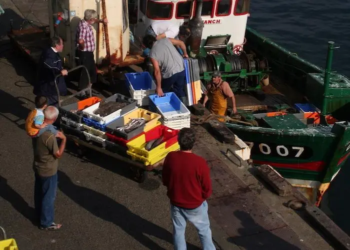 The FAO has released its biannual report on sustainable fishing Photo: FAO