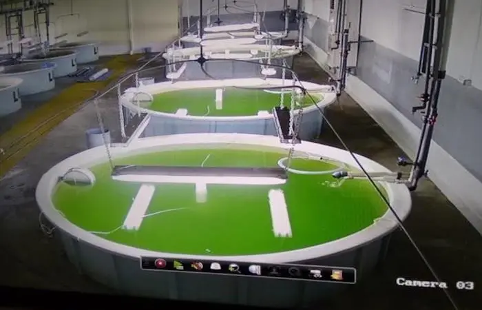 Aqua Bridge’s hatchery is now producing sea bream and sea bass on a commercial scale Photo: Aqua Bridge