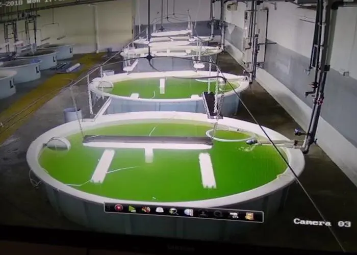 Aqua Bridge’s hatchery is now producing sea bream and sea bass on a commercial scale Photo: Aqua Bridge