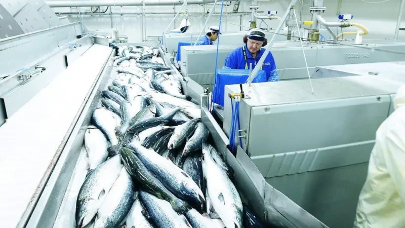 Seafood is not connected to the Covid-19 pandemic, say experts Photo: Norwegian Seafood Council