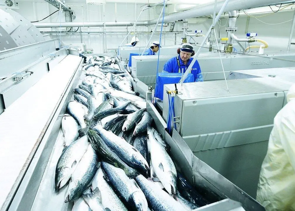 Seafood is not connected to the Covid-19 pandemic, say experts Photo: Norwegian Seafood Council