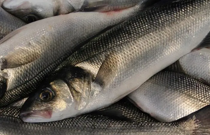 Wild-caught sea bass is a valuable commodity in Europe
