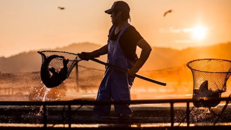 Marukin’s coho salmon farm has been given ASC certification Photo: Marukin Co.