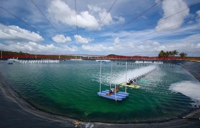 Thai Union farmed shrimp has been rated as ‘good’ by the Monterey Bay Aquarium Seafood Watch Photo: Thai Union