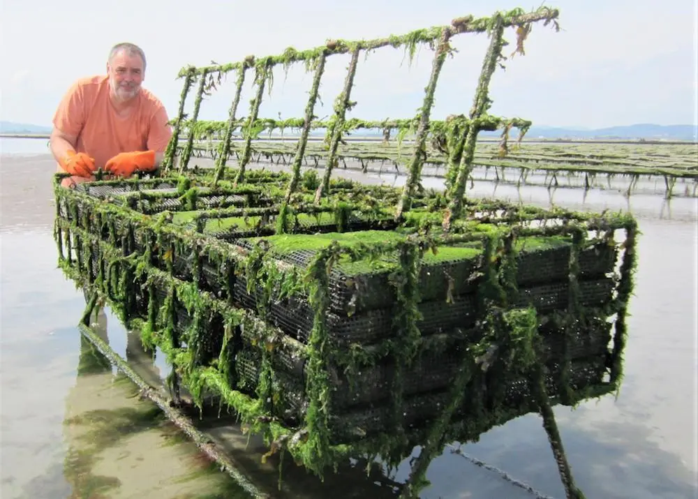 Grzegorz Skawinski and his rotating cage system for oyster production Photo: New Oyster Farm