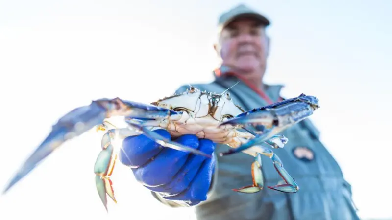 Blue swimmer crab Photo: MSC