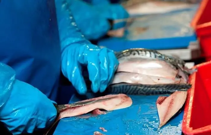 Seafish is surveying the seafood processing industry to determine the effects of the Covid-19 pandemic Photo: Seafish