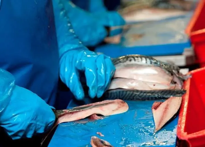 Seafish is surveying the seafood processing industry to determine the effects of the Covid-19 pandemic Photo: Seafish