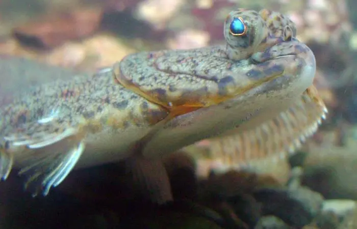 American plaice Photo: NOAA