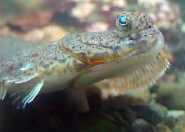 American plaice Photo: NOAA