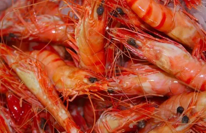 shrimp