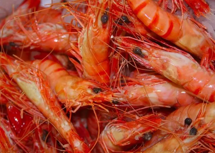 shrimp