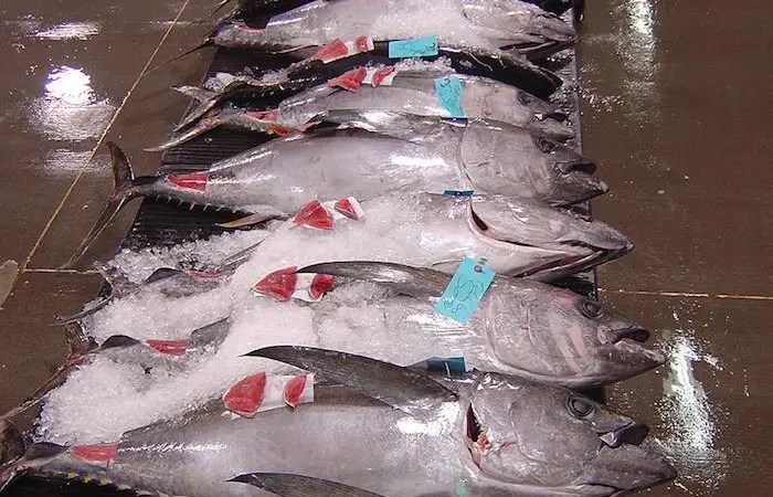 Scientists are able to predict catch rates of bigeye tuna by analysing phytoplankton size Photo: NOAA