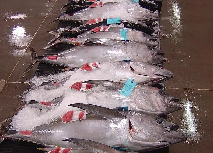 Scientists are able to predict catch rates of bigeye tuna by analysing phytoplankton size Photo: NOAA