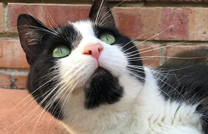 The study focuses on nutritional pet snack