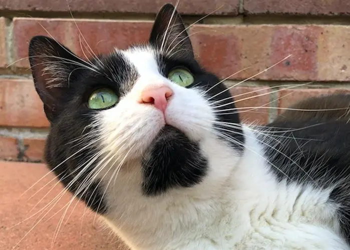 The study focuses on nutritional pet snack
