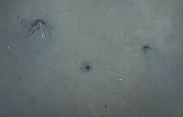 The Smart Lobster project is monitoring the burrowing habits of the Dublin Bay Prawn Photo: The Marine Institute