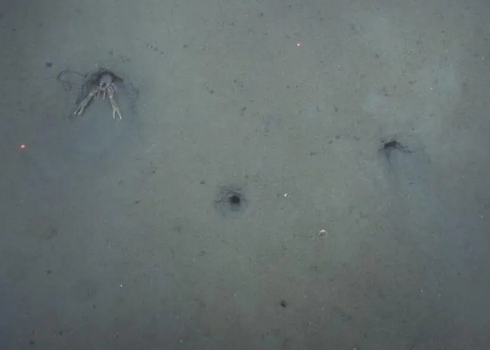 The Smart Lobster project is monitoring the burrowing habits of the Dublin Bay Prawn Photo: The Marine Institute