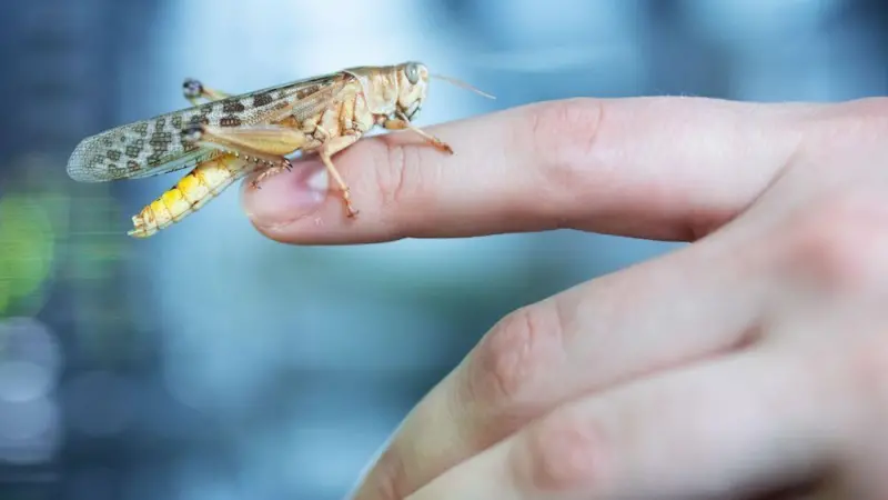 Grasshoppers and crickets: protein for salmon
