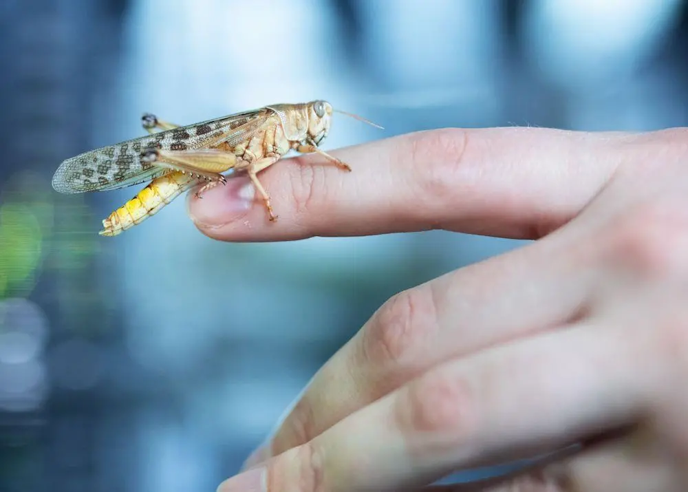 Grasshoppers and crickets: protein for salmon