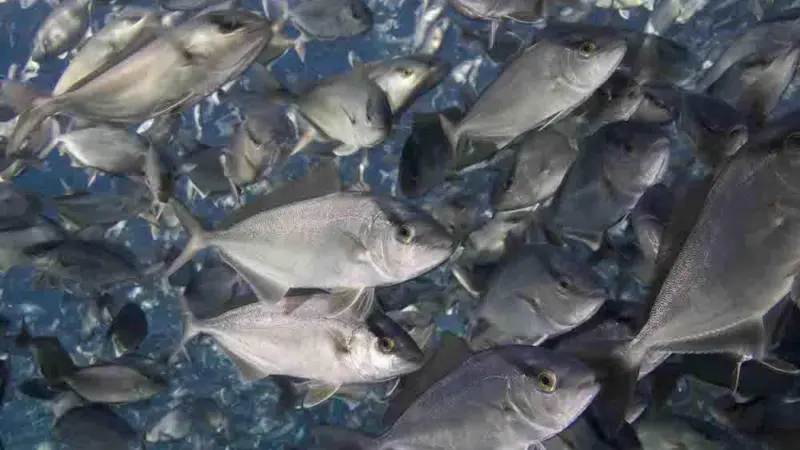 Carnivorous fish can be fed a diet containing no fish meal or fish oil Photo: Doug Perrine/SeaPics.com