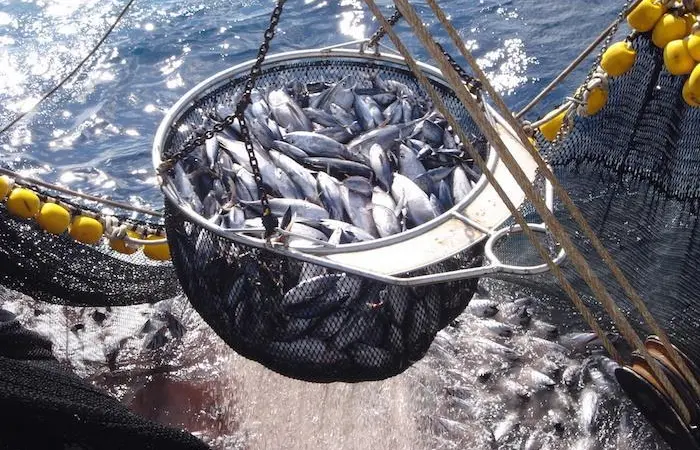 Spanish tuna fleet in full MSC assessment