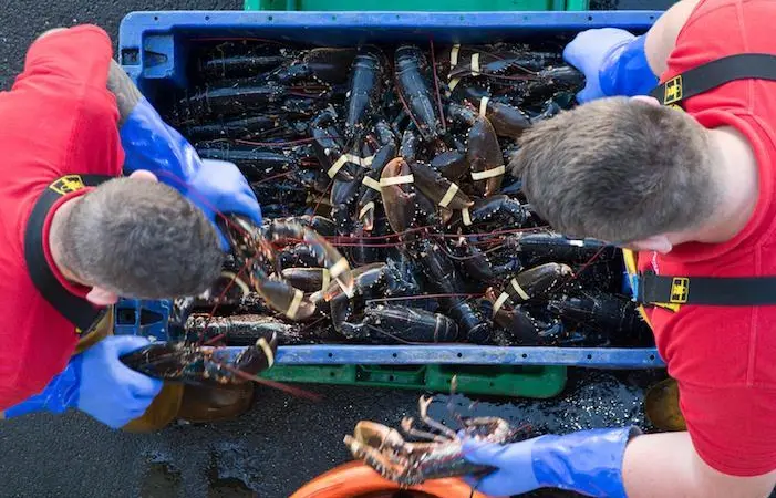 European lobster