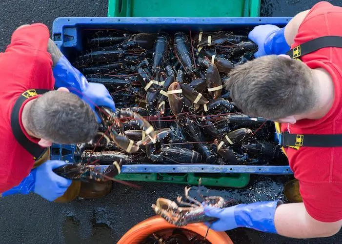 European lobster