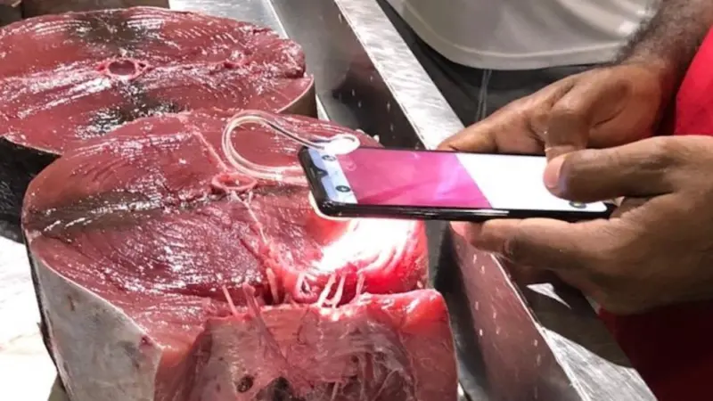 The new smartphone technology can help assess the quality of seafood Photo: GoMicro