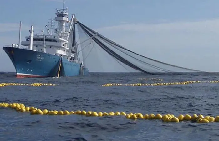 Tuna from China is flooding the EU market, according to Europêche Photo: Europêche
