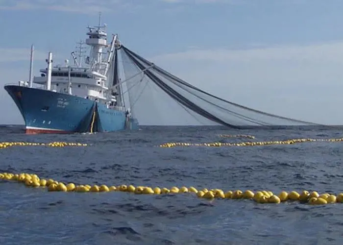 Tuna from China is flooding the EU market, according to Europêche Photo: Europêche