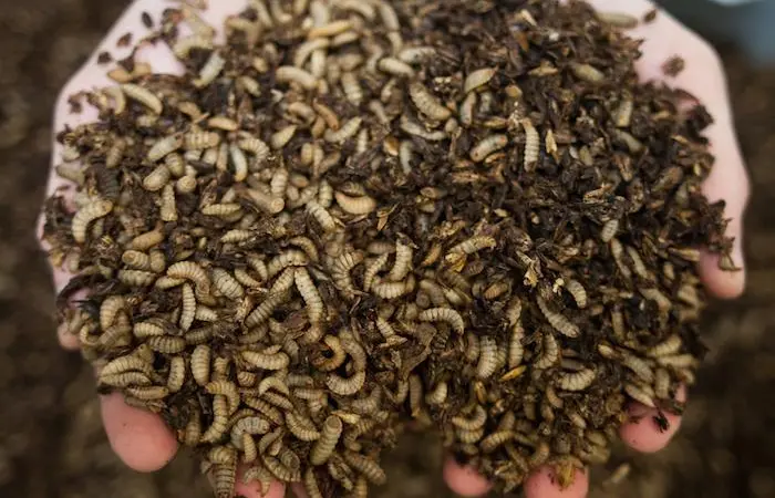 Farming flies can help aquaculture become more sustainable Photo: Entocycle