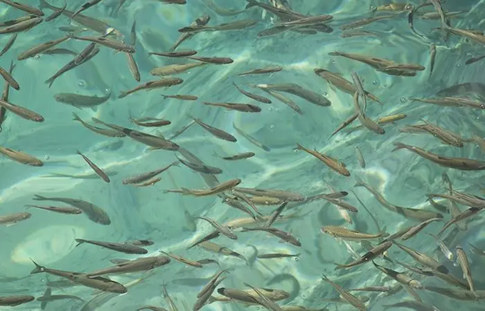 Aller Aqua is using phospholipids to ensure that fry feed has adequate fatty acids Photo: Aller Aqua